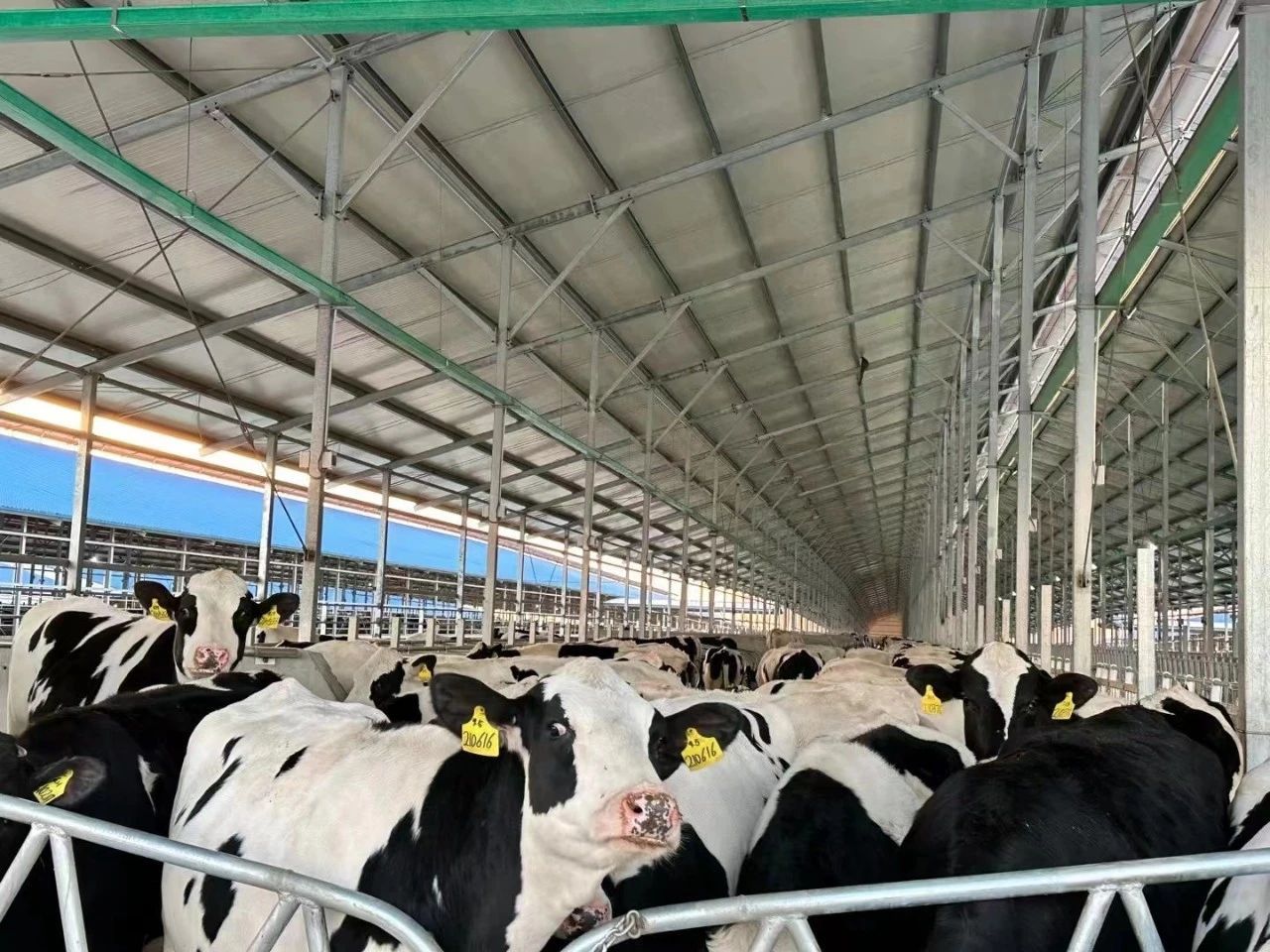 京鹏◆视角|奶价低迷 新建牧场如火如荼 有多少如期投产？
