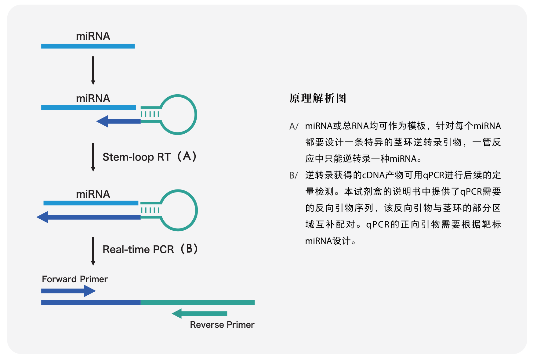 22112 miRNA 1st Strand cDNA Synthesis Kit (by stemloop)吐露港生物基于CRISPR创新科技，解决全球健康威胁！