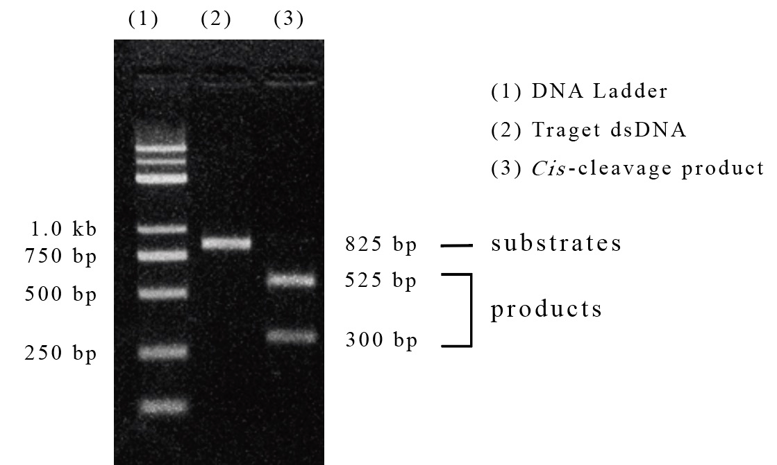 AsCas12a (Cpf1) Nuclease - 体外诊断原料