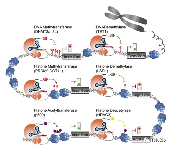 Crispr Dcas Dcas Crispr