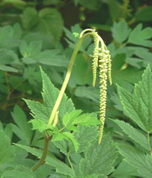 Black Cohosh P. E.