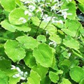 Epimedium P. E.