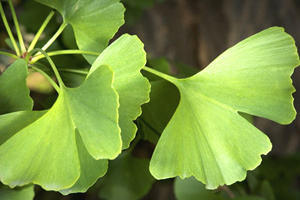 Ginkgo Biloba P. E.