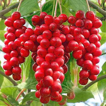 Schisandra Fruit P. E