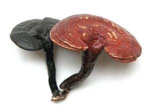 Reishi mushroom P.E