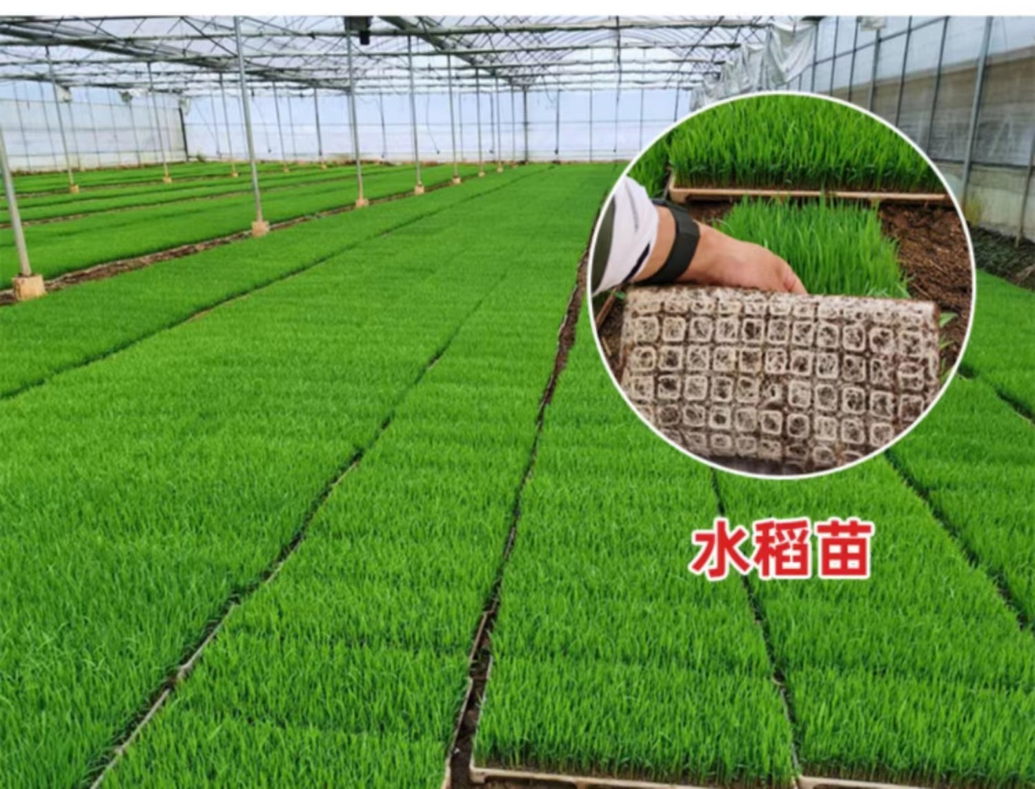 水稻育苗基質(zhì)