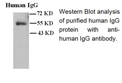 Human IgG antibody(mAb) Human IgG antibody(mAb)