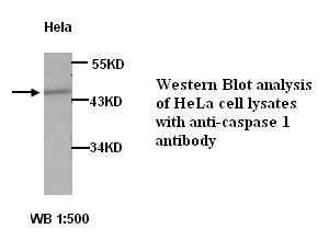 Caspase 1 antibody (pAb)