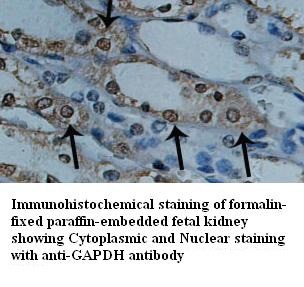 GAPDH antibody (pAb)