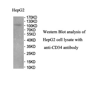 CD34 antibody (mAb)