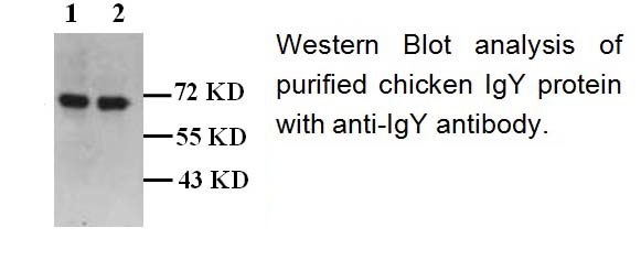 Chicken IgY antibody（mAb）