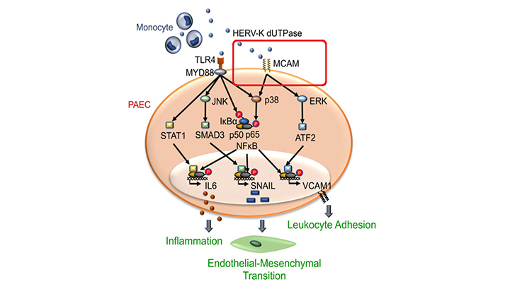 黑色素瘤细胞粘附分子MCAM/CD146单克隆抗体—高灵敏性、高特异性-赛尔生物现货供应