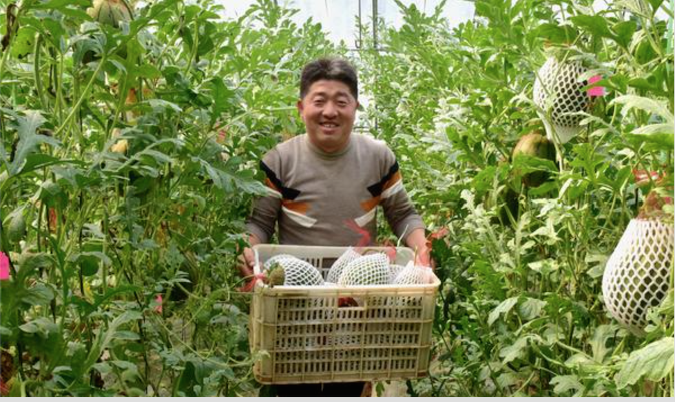 洛陽孟津：袖珍西瓜成熟時間再破記錄，又提前15天