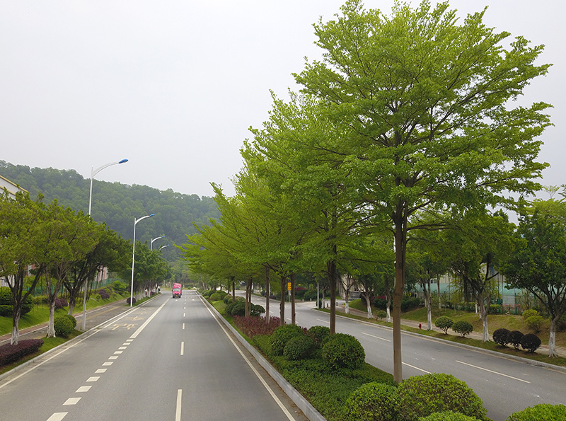 乔木修剪细叶榄仁效果图.jpg