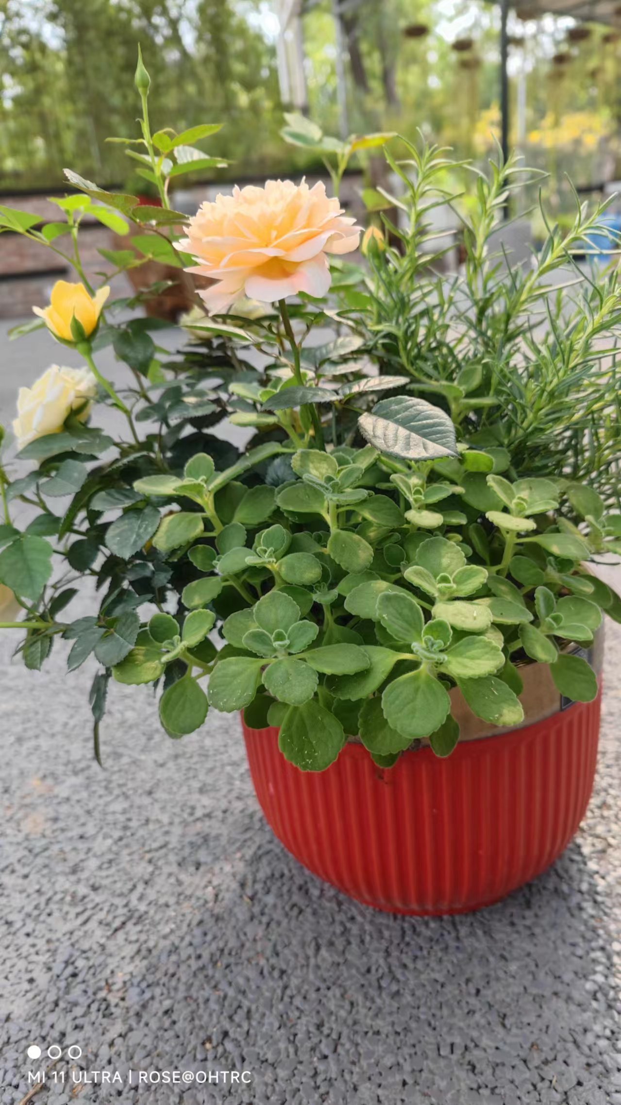 草木芳华 手留余香 | 凤凰街道妇联“三八”妇女节活动花絮