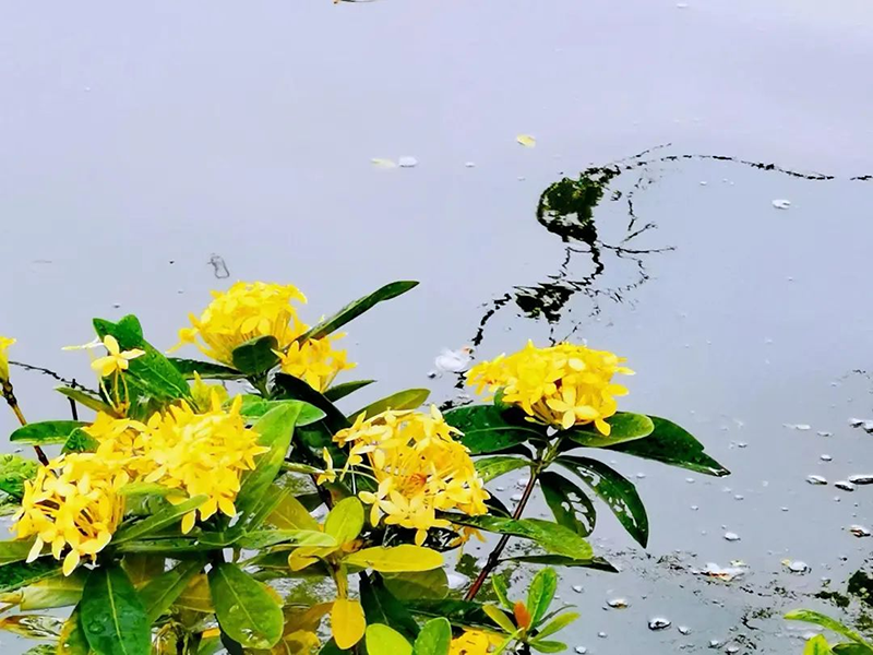 天河公园——龙船花开灿如霞