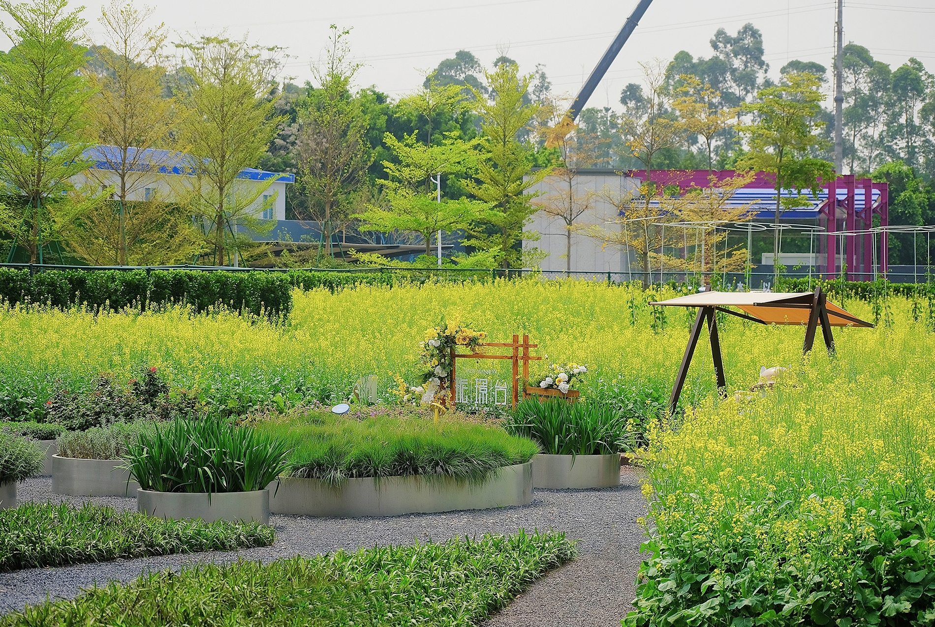 油菜花田.jpg