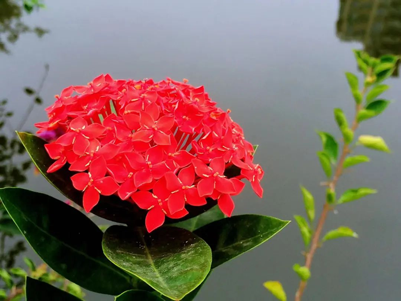 天河公园——龙船花开灿如霞