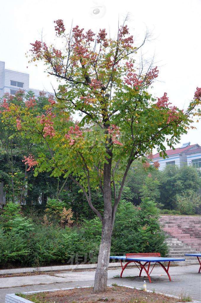 栾树