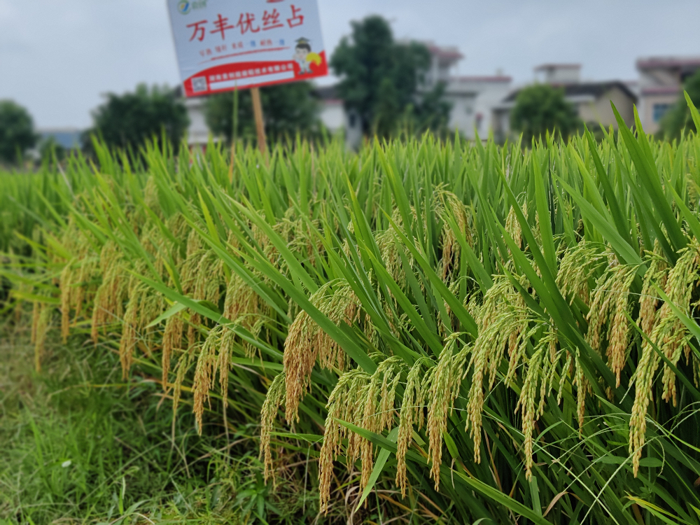 超级稻早熟品种大全图片