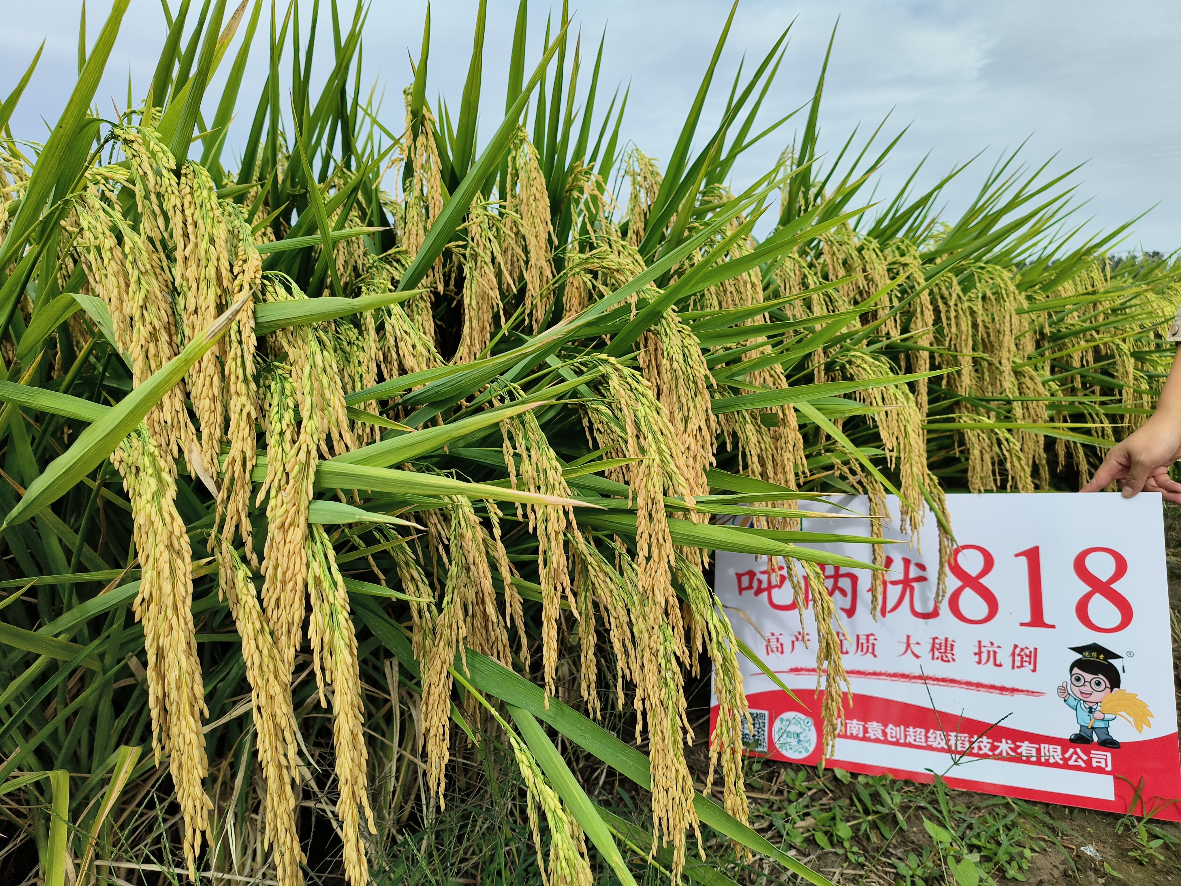 超级稻171品种图片