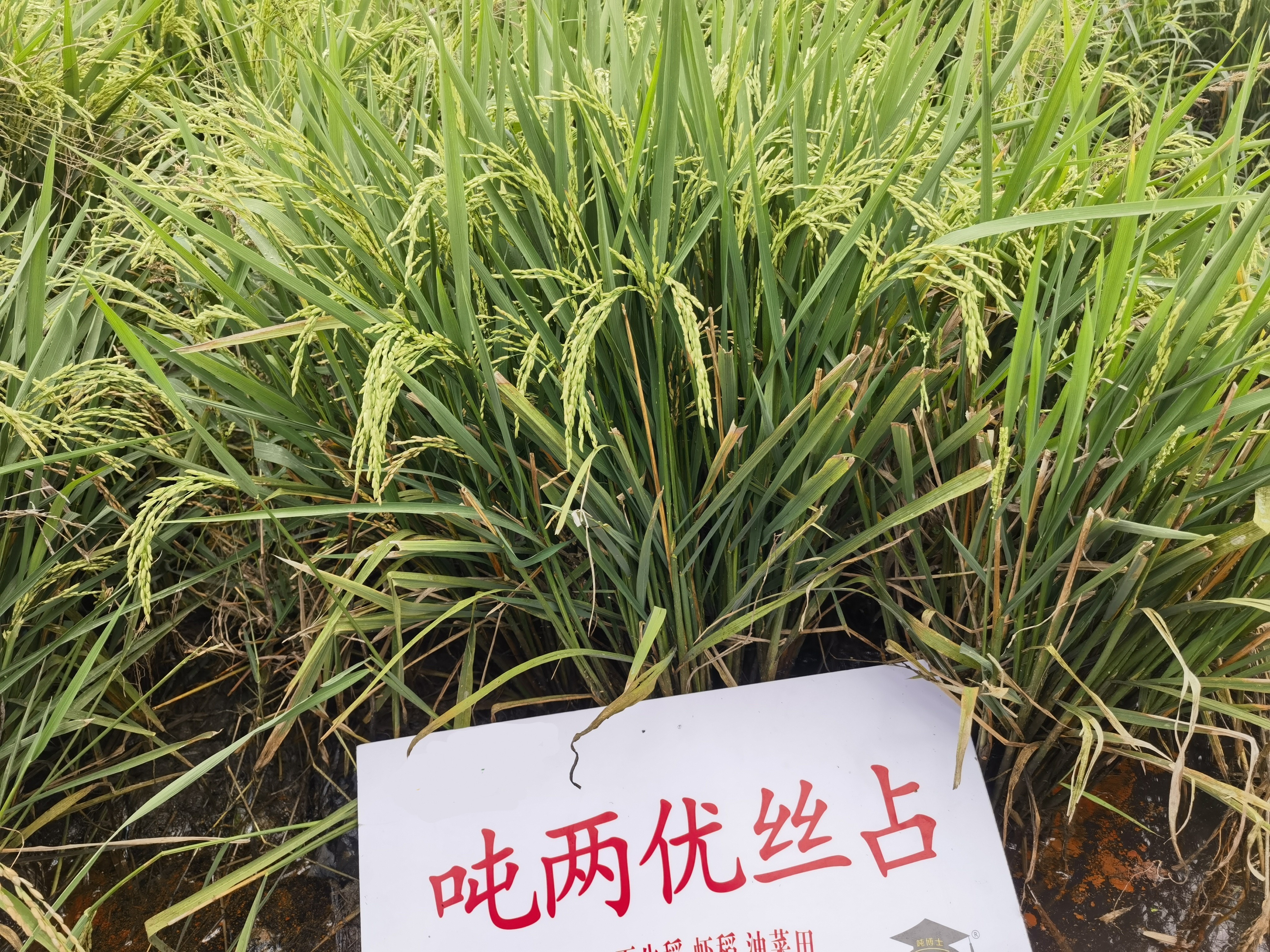 徽两优丝占图片