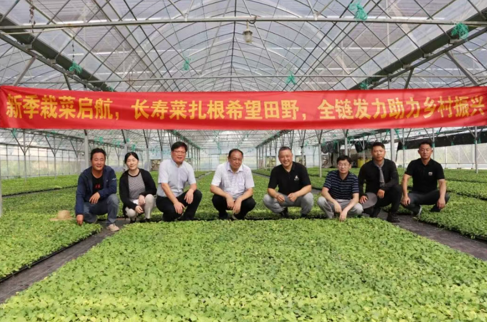 抢农时启新程！2025 年度长寿菜首批栽植启动 省农科院专家现场指导赋能