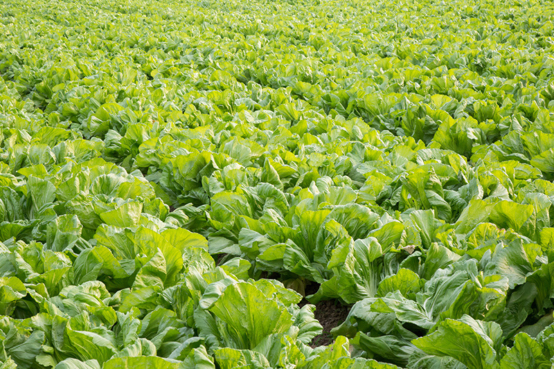 Fengxiang Lake Agriculture