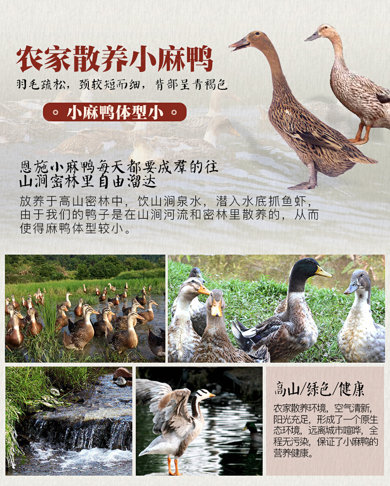 土家小麻鸭