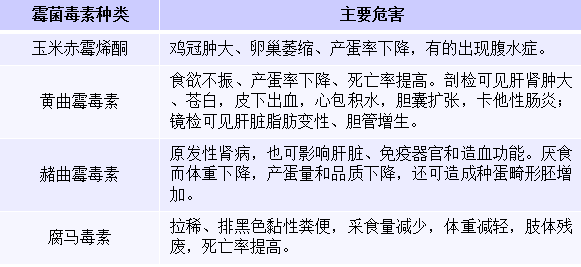 霉變玉米就是養(yǎng)殖殺手