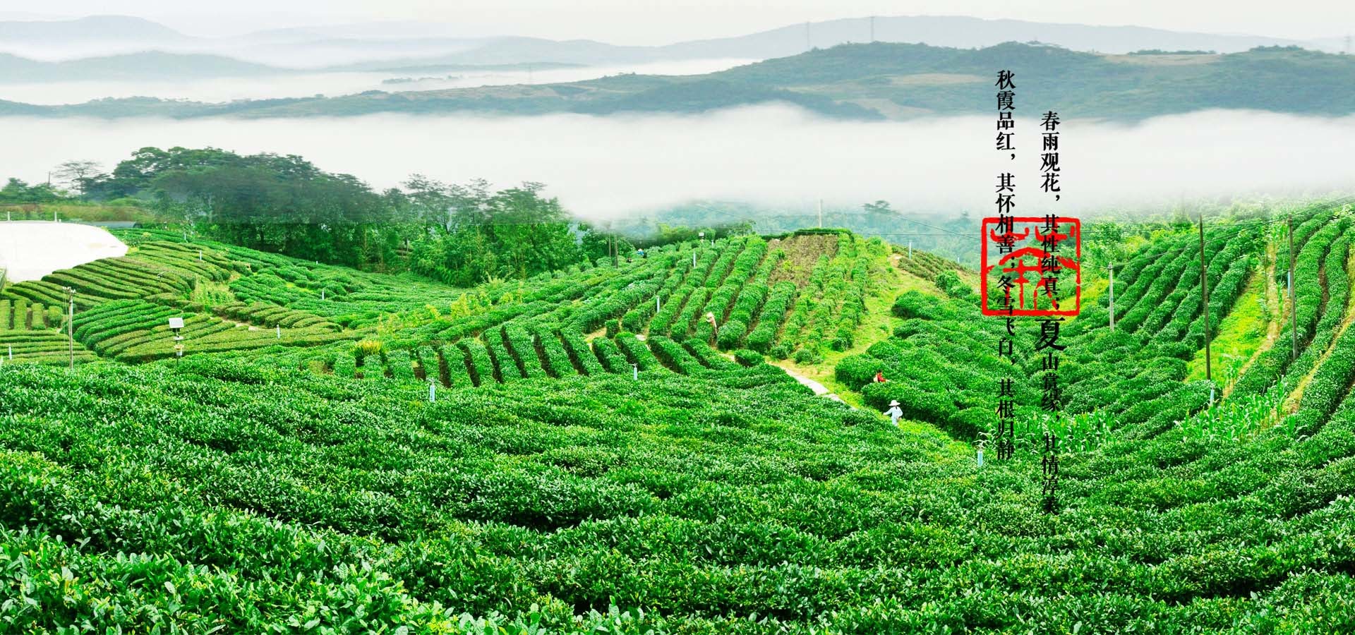 慧茗轩茶楼