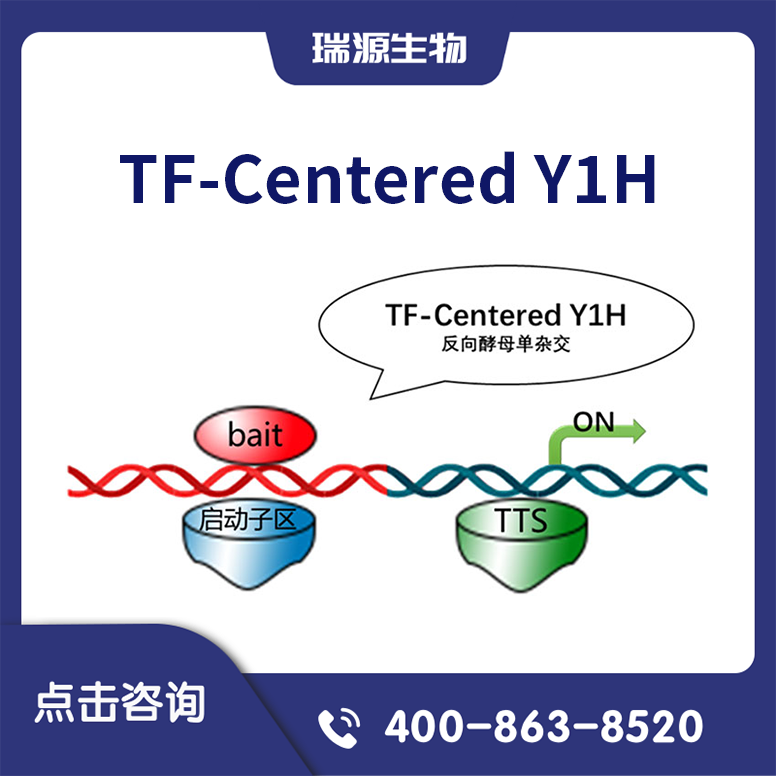 TF-Centered Y1H（反向酵母单杂交）