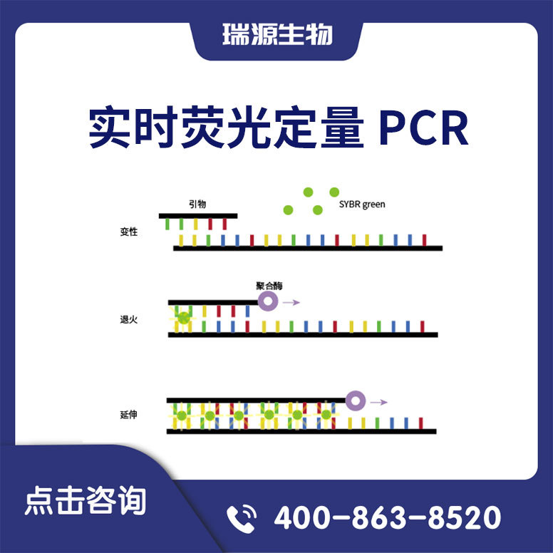 实时荧光定量 PCR