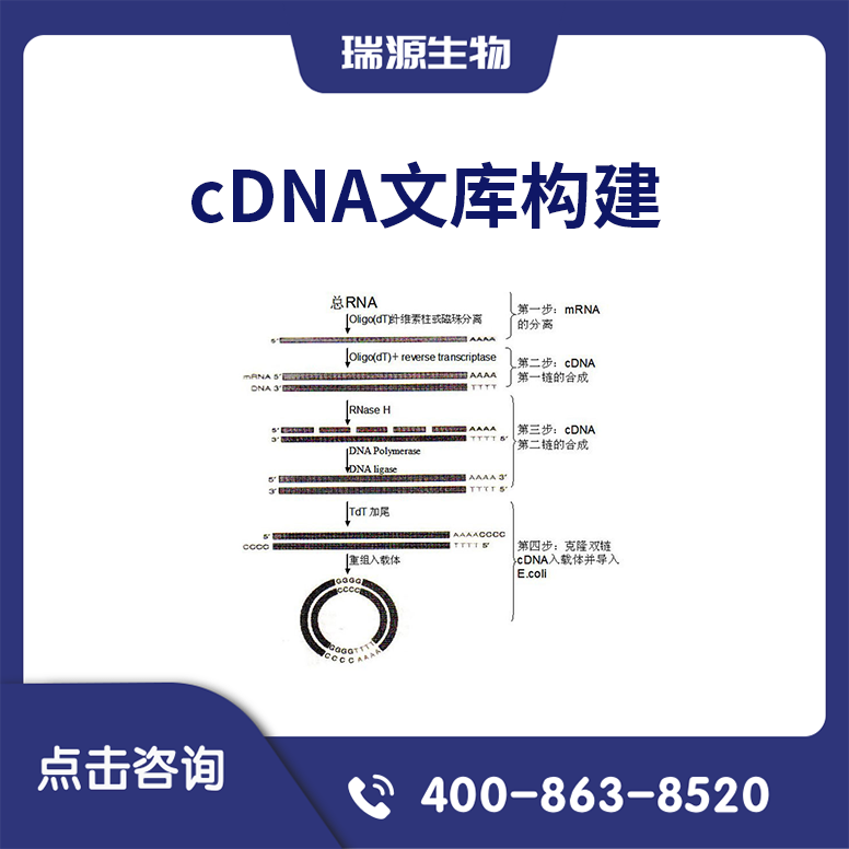 cDNA文库构建