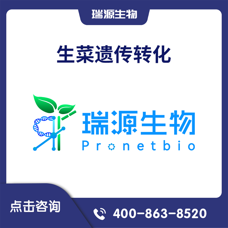 生菜遗传转化