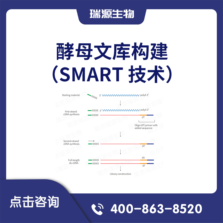 酵母文库构建（SMART 技术）