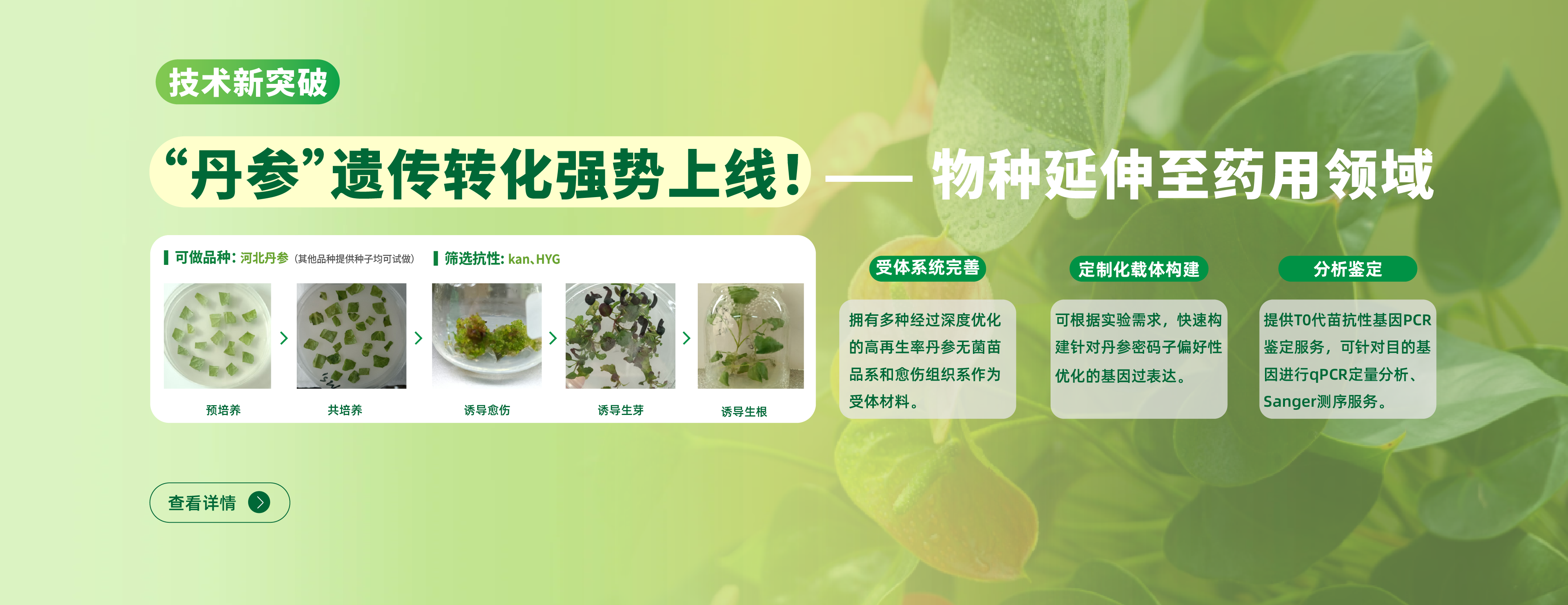 丹参遗传转化