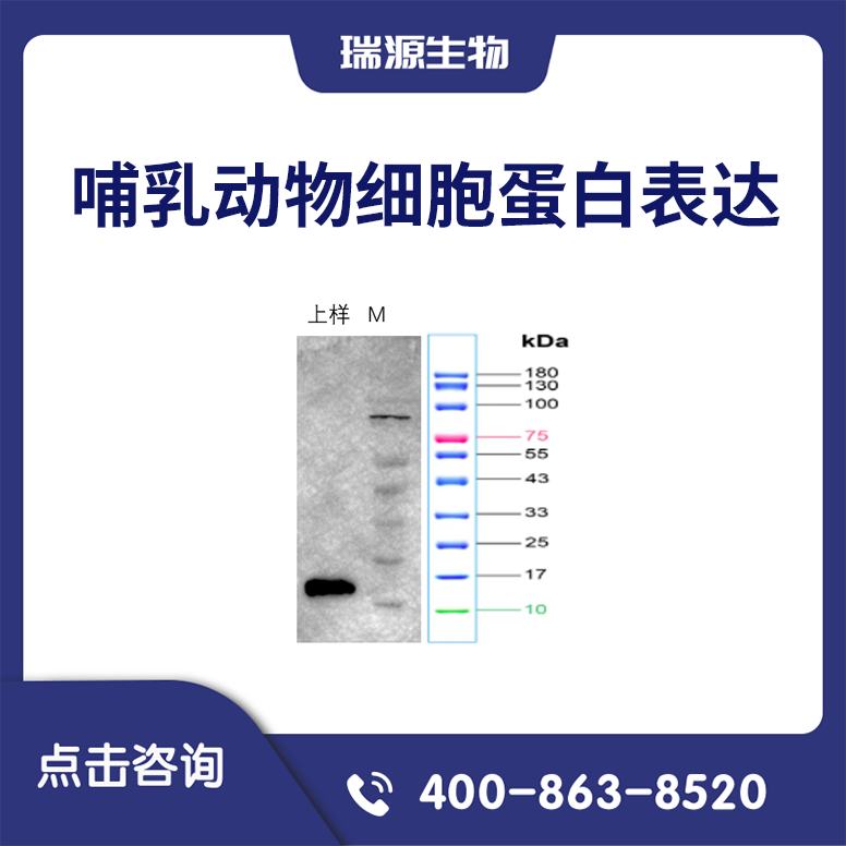 哺乳动物细胞蛋白表达