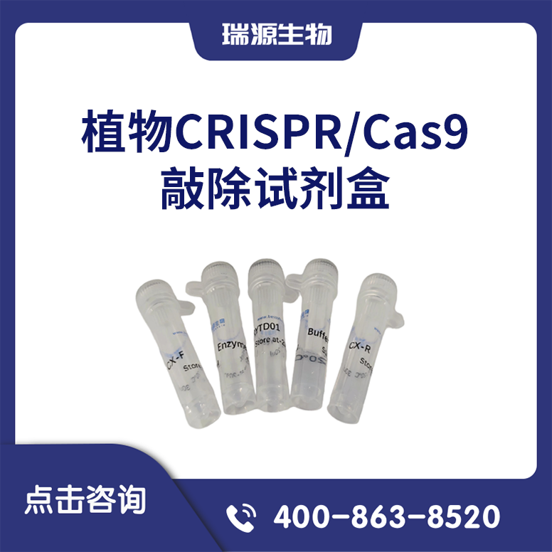 双子叶植物CRISPR/Cas9敲除试剂盒