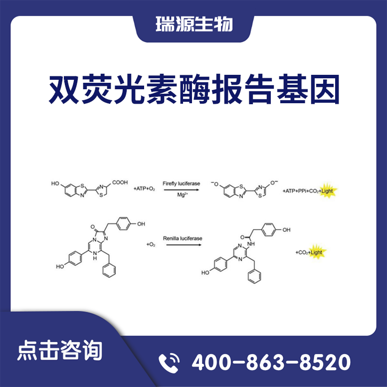 双荧光素酶报告基因