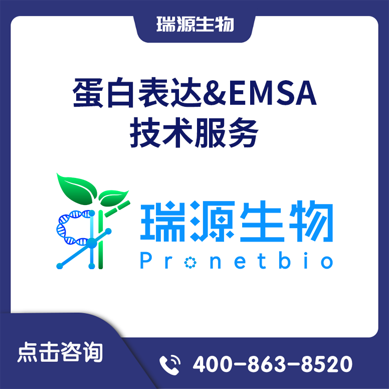 蛋白表达&EMSA技术服务