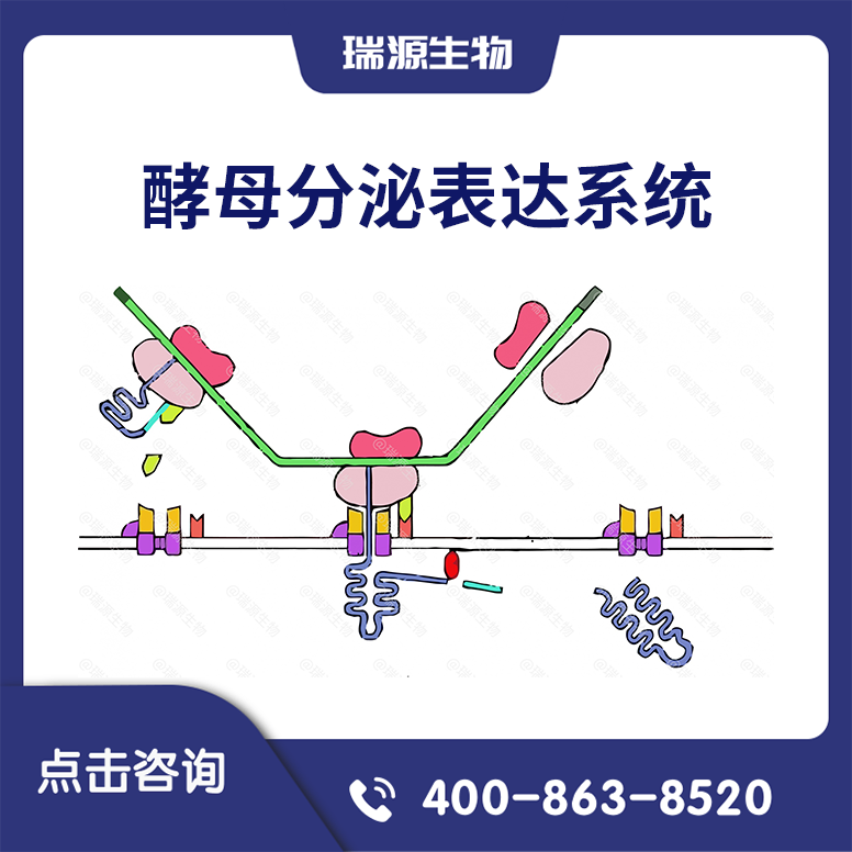 酵母分泌表达技术服务