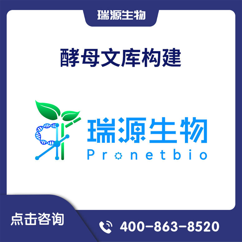 酵母文库构建