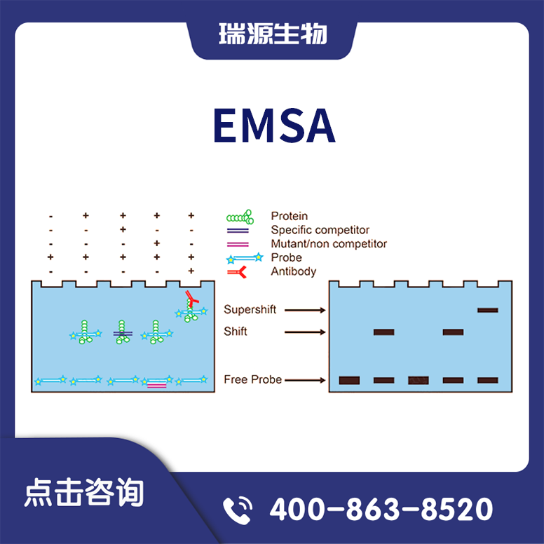 EMSA实验