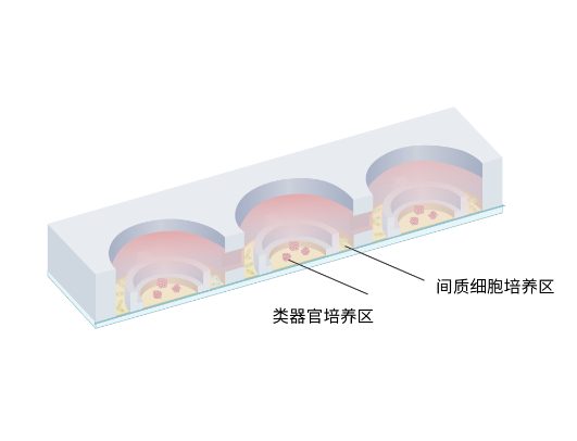 动态共培养类器官芯片