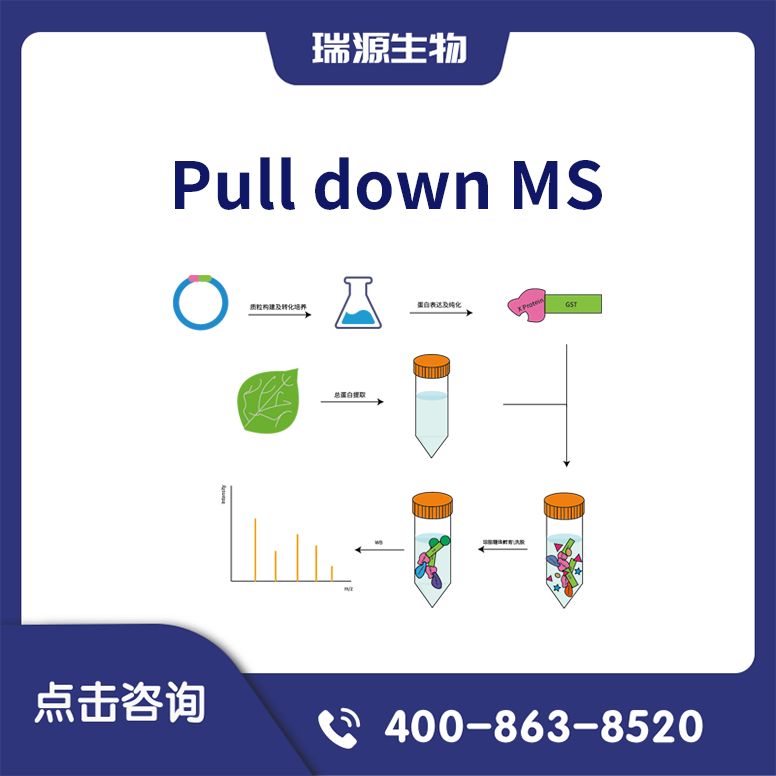 Pull down MS