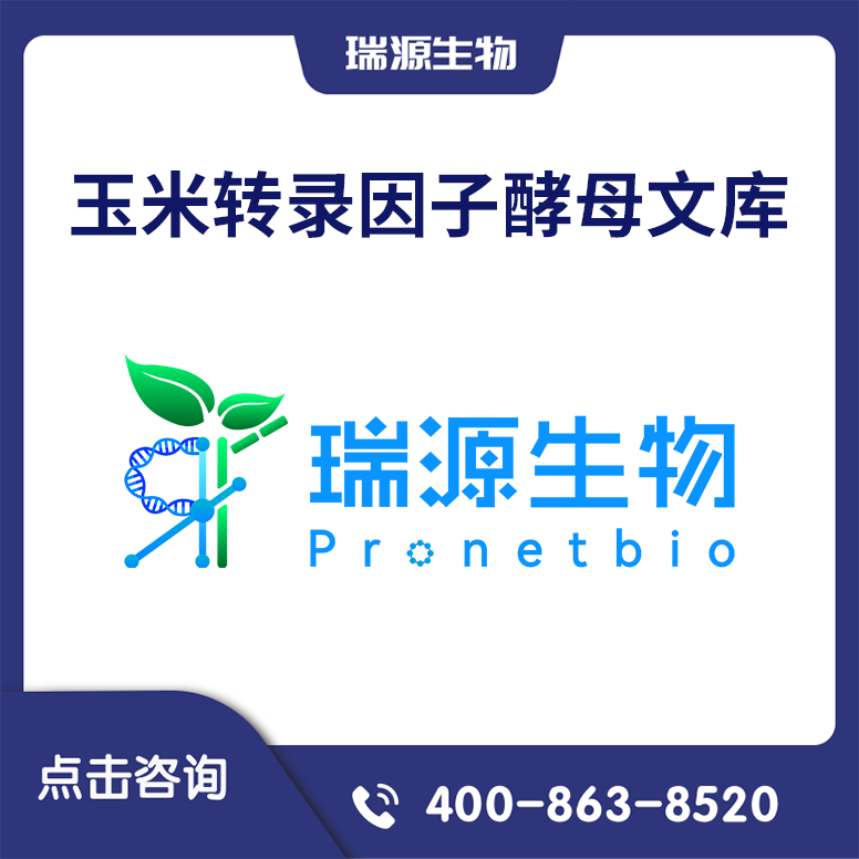 玉米转录因子酵母文库