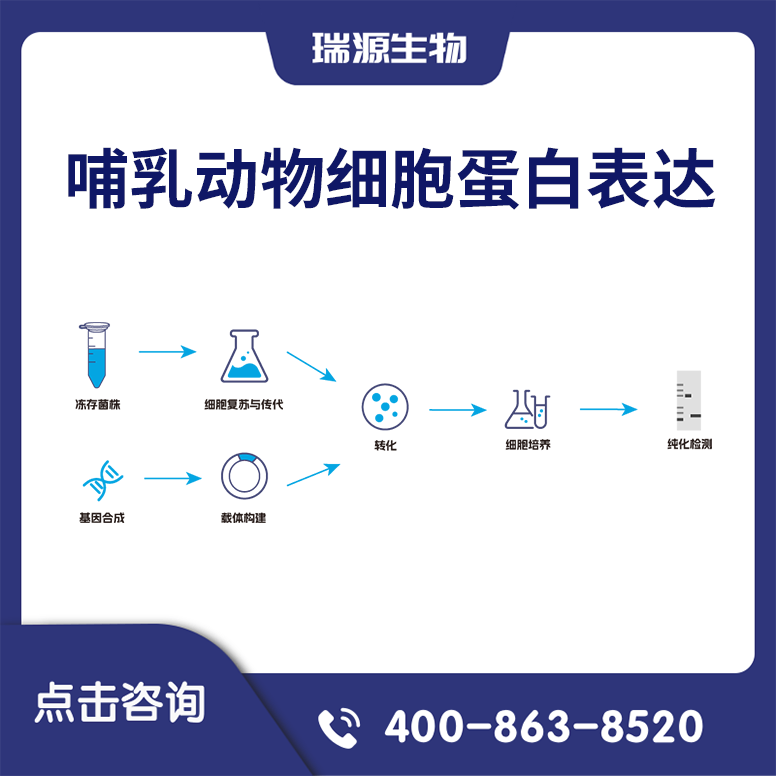 哺乳动物细胞蛋白表达