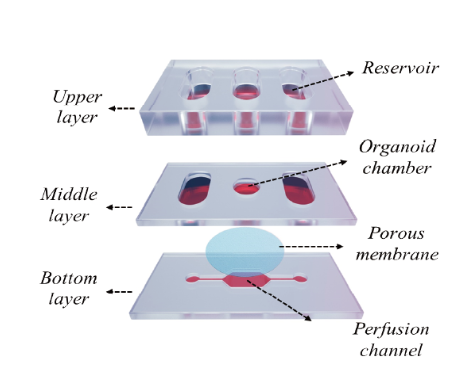 高通量屏障功能器官芯片