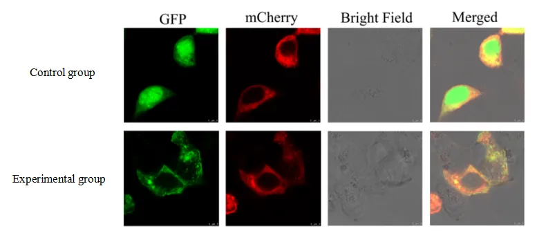 Subcellular Localization Case Result 3